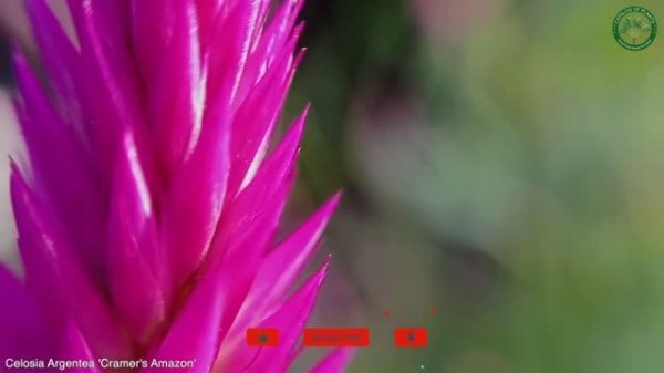 Celosia Argentea 'Cramer's Amazon' | Flowering Plants | ?? Panama |