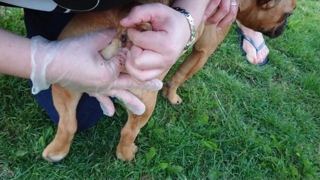 Anal gland expressed on a French bulldog (gland shoots liquid) смотреть онлайн