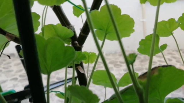 Обрезка пеларгонии розебудной. Пеларгония розебудная в начале января смотреть онлайн