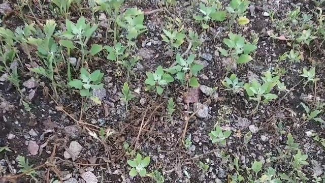 Как быстро и просто отсеять щебень от песка. Халявные стройматериалы. смотреть онлайн