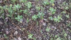 Как быстро и просто отсеять щебень от песка. Халявные стройматериалы.