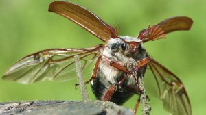 ТОП ФАКТОВ О МАЙСКОМ ЖУКЕ