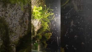 Трубочник Изя "Израильский трубочник" кормление рыбок в аквариуме.