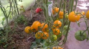 ОБЗОР СОРТА САММЕР САН | ПОМИДОРЫ, ТОМАТЫ