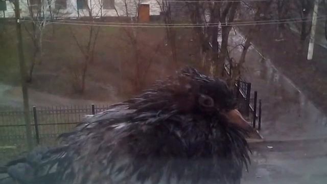 У нас голубь на окне смотреть онлайн