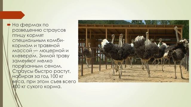 Сельскохозяйственные животные и животноводство смотреть онлайн