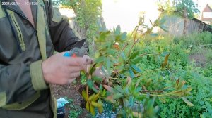 Рододендрон, реанимация.