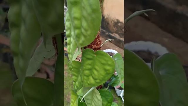 Scindapsus Lucens Tanaman Unik