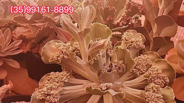 top 25 Suculentas gigantes incríveis da coleção identificadas #plantas #jardimdesuculentas #coleção смотреть онлайн