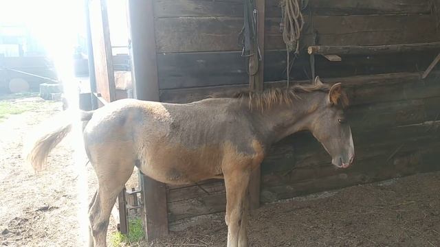 Обзорчик по хозяйству. Жасминка. Жеребчики ждут нового хозяина.