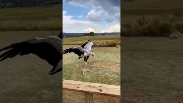 что это за птица? смотреть онлайн