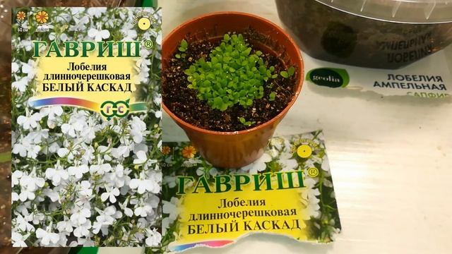 Развитие рассады петунии, лобелии, табака, бальзамина смотреть онлайн