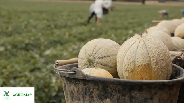 Выращивание дыни Технология от а до я. смотреть онлайн