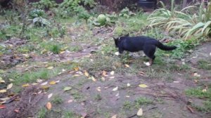 Вельш-корги кардиган.