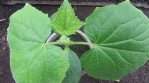 ОГУРЦЫ. ЧЕМ ОБРАБОТАТЬ ГРУНТ ПЕРЕД ПОСАДКОЙ? Ольга Чернова.