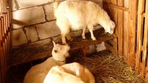 Как отучить козлят от вымя?Ответ на вопрос!