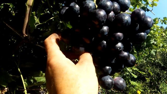Сорт винограда Страшенский. смотреть онлайн