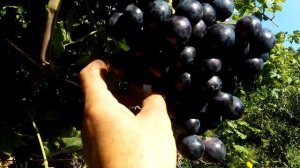 Сорт винограда Страшенский.