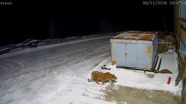 Тигр на руднике близ посёлка Восток в Приморском крае. Ноябрь 2019 год смотреть онлайн