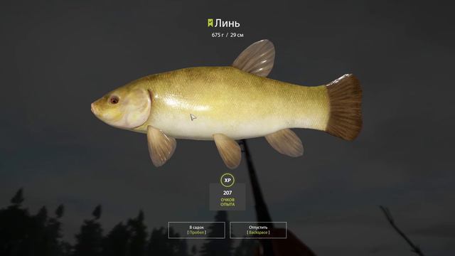 Русская рыбалка 4 . старый Острог . Линь. смотреть онлайн