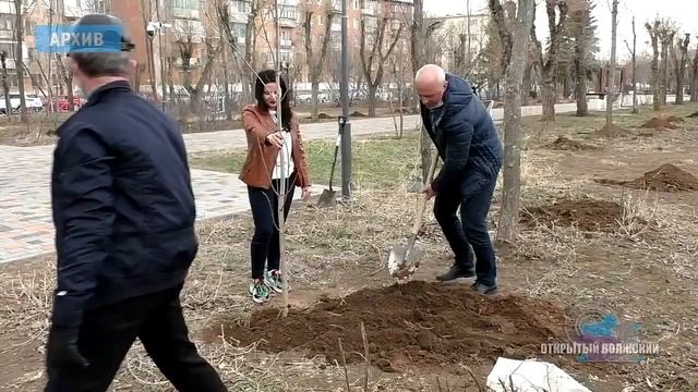 В Волжском обновляется зеленое убранство
