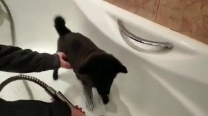 Попу мыть попу мыть )) щенок шипперки , схипперки