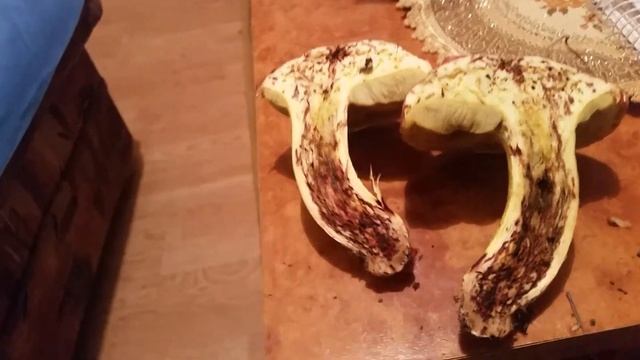 KRALJEVKA- BOLETUS REGIUS смотреть онлайн