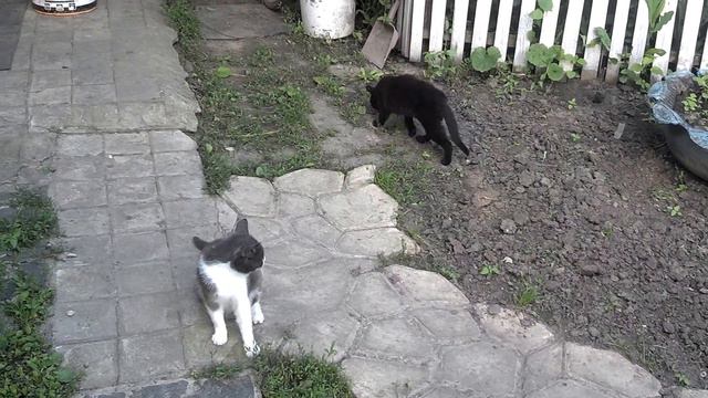 Бойня Котов! (Ставьте лайки!) смотреть онлайн