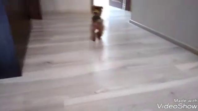 Наше утро мои питомцы Боня охраняет дом смотреть онлайн