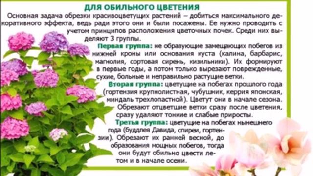 Гортензия становится популярнее с каждым годом. И чем удобрить весной розу, пион , смородину. смотреть онлайн