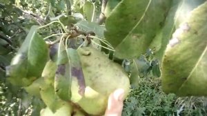 Груша сорт Мадам Баллє.