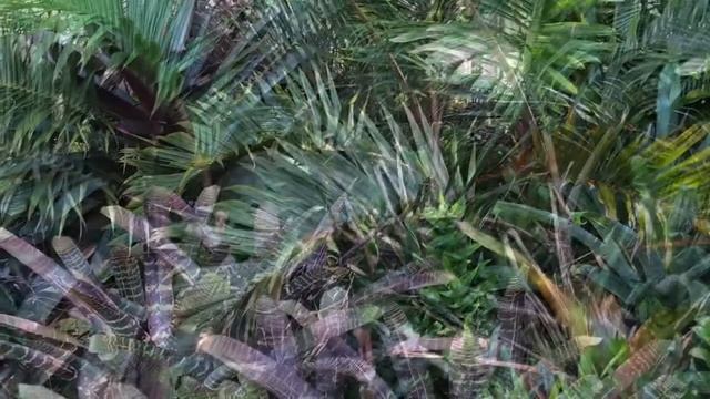 More Bottle Palm Hyophorbe with Bromeliad in Flower смотреть онлайн