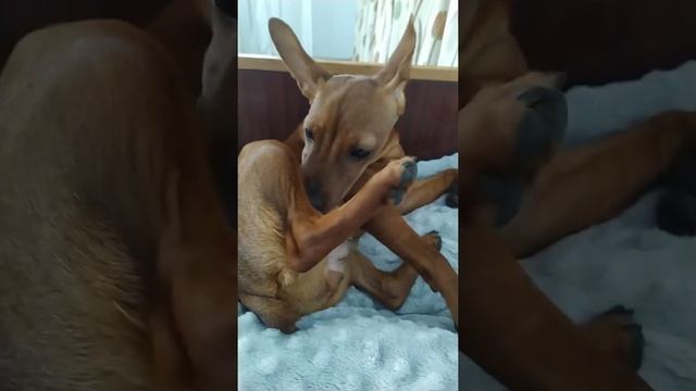 собака,цвергпинчер Эля ,5 месяцев,наша девочка смотреть онлайн