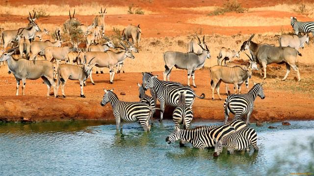 putesestviya po afrike jivotnie lyudi savanna смотреть онлайн