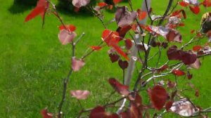 Церсис Канадский ( Багряник , Иудово дерево ) после цветения в мае. Cersis canadensis in may.