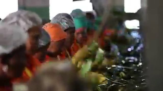 Where our Forever Living Aloe Vera Gel comes from смотреть онлайн