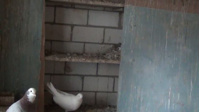 Зимой в голубятне.9615219512