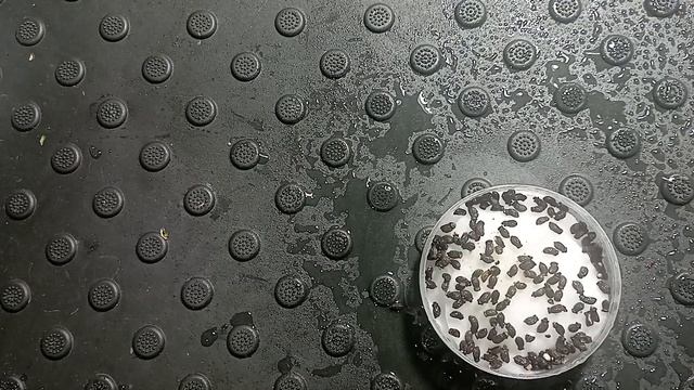 Правильно выращиваем огуречную траву. смотреть онлайн