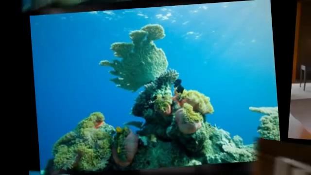 Park Hyatt Maldives Hadahaa, courtesy of Scaevola Travel смотреть онлайн