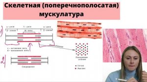 Мышечная ткань | Биология ЕГЭ