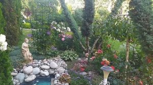 Цветение роз: Герцогиня  Фредерика ,Аут оф Розенхайм ,Леонардо да Винчи .Цветут клематисы.