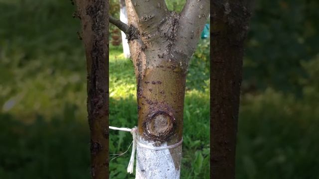 Борьба с муравьями на молодой яблоне. Один из моих способов