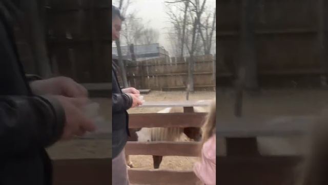Я в зоопарке глажу пони смотреть онлайн