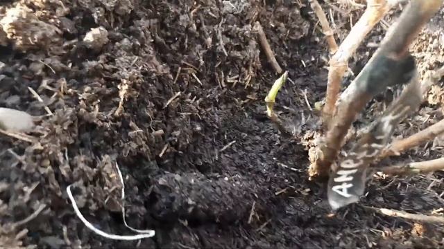 Открываем крупнолистные гортензии весной. Как я укрывала их на зиму. смотреть онлайн