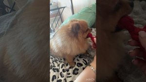 Померанский шпиц и игры