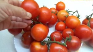 НЕМЕЦКИЙ ТОМАТ ШТРАУХ. ОБЗОР СПЕЛЫХ ПЛОДОВ. Ольга Чернова.