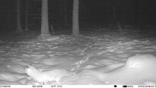 фотоловушки для охраны дачи купить на алиэкспресс смотреть онлайн