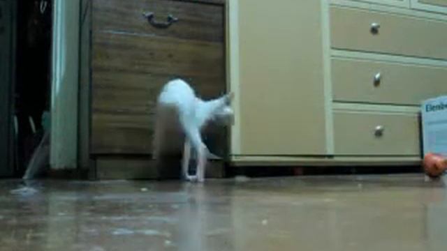 Донской сфинкс смотреть онлайн