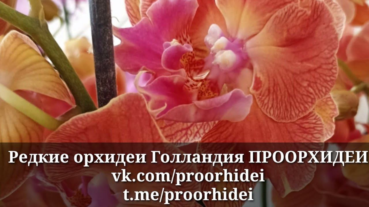 Новая поставка - Тоши, Интрига, Ханни, Чармер, Биг липы мутантики. 1 часть поставки, скоро 2ая смотреть онлайн