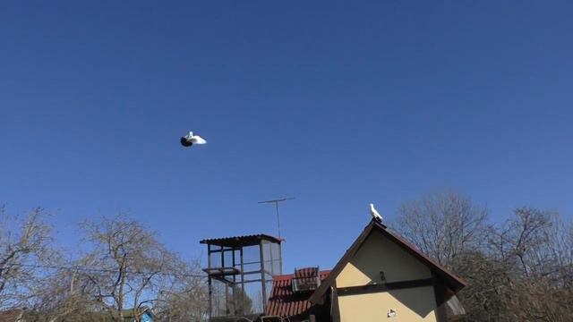 Мои голуби. Прогулка, обзор. смотреть онлайн